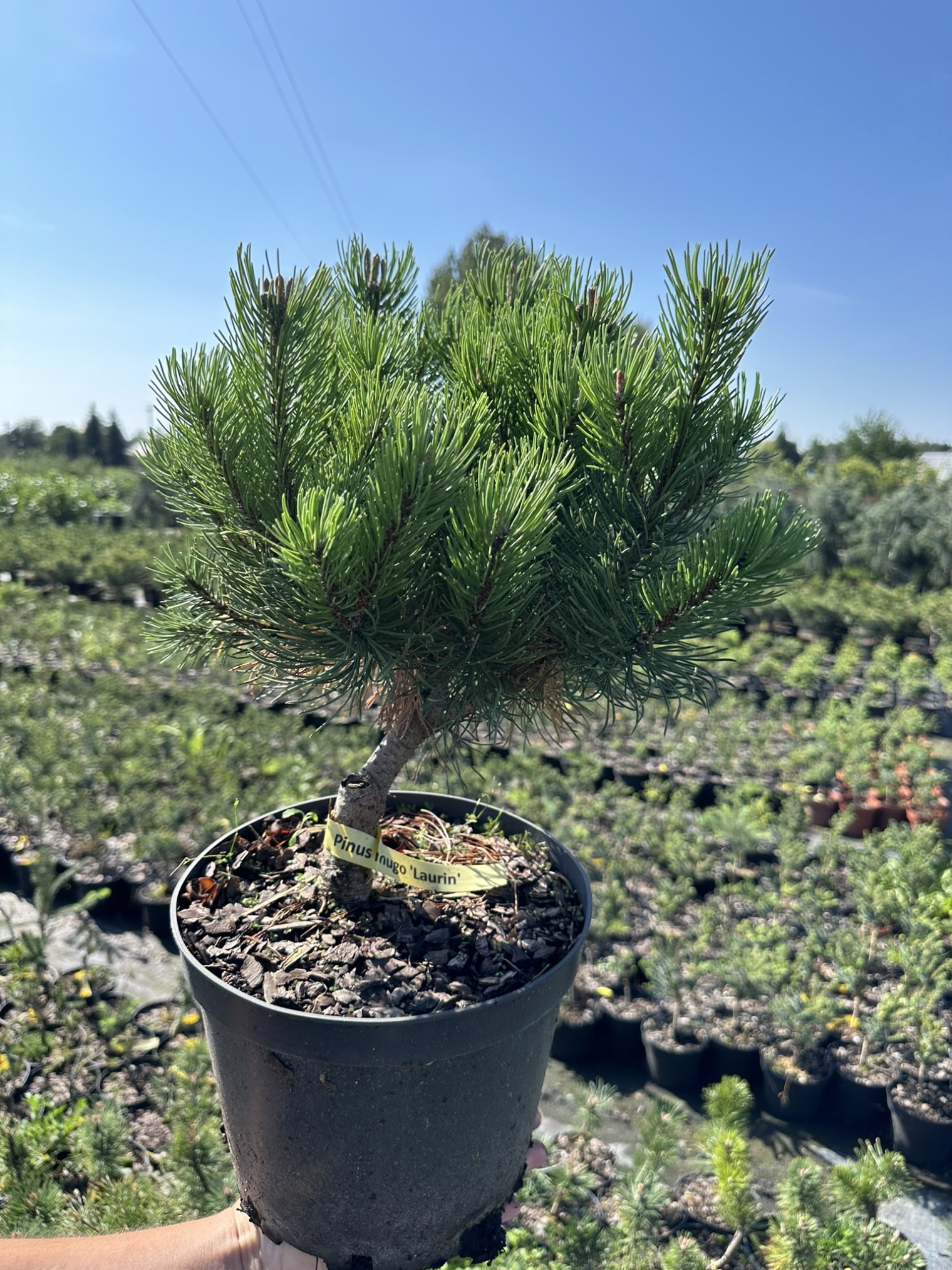 Сосна горная Лаурин